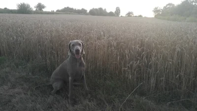 BarkaMleczna - @Mrbimbek letnie spacery to sól życia, chociaż ja wolę wieczory