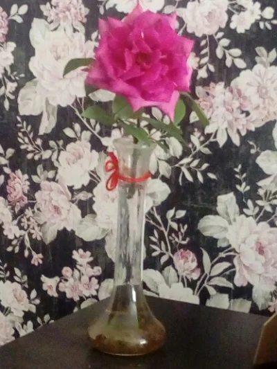 laaalaaa - Róża 1/100 z mojego ogrodu - pierwsza w tym sezonie ( ͡° ͜ʖ ͡°)
#chwalesi...