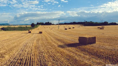 sorek - Takie zdjęcie kiedyś zrobiłem. Niby nei zboże, ale rośnie na polu więc się li...