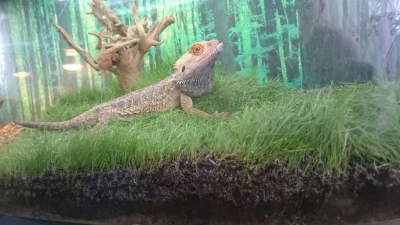 strachu8 - #pokazgada #terrarium #agama