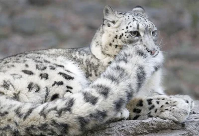 fruziazuzia - @tomszczyk: Po angielsku snow leopard, po polsku irbis lub pantera śnie...