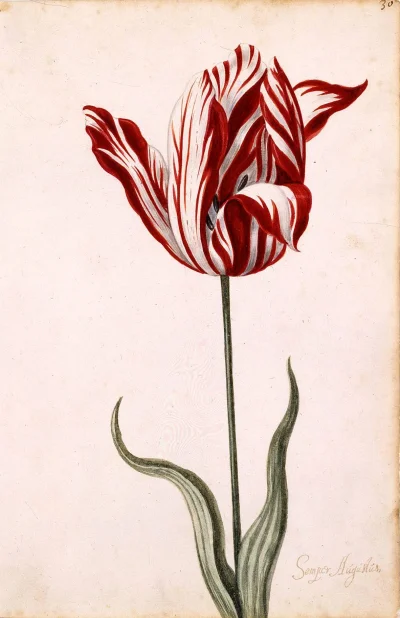 d.....a - tulipan