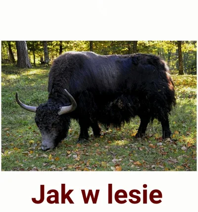 CzapkaG - Jak w temacie