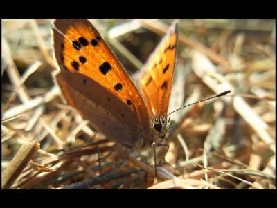 heheszkant - To jest motylek. To bardzo ładny motylek. Poznałem go chyba jakoś piękne...