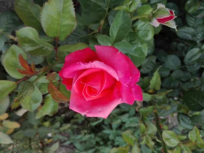 laaalaaa - Róża 34/100 z mojego ogrodu ( ͡° ͜ʖ ͡°)
#mojeroze #ogrodnictwo #chwalesie...