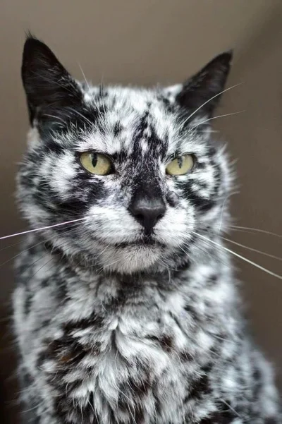 C.....r - Czarny kot cierpiący na bielactwo nabyte
#smiesznykotek #ciekawostki #zwie...