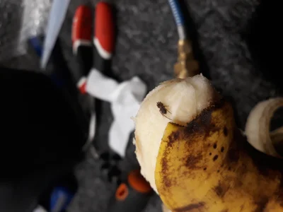PercK - True. Sprawdzajcie banany.