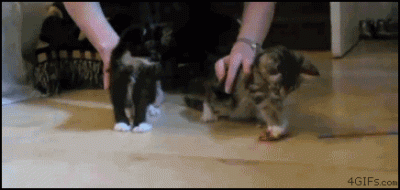 toxa - #smiesznekotki #smiesznezwierzaczki #gif #zwierzaczkowegify