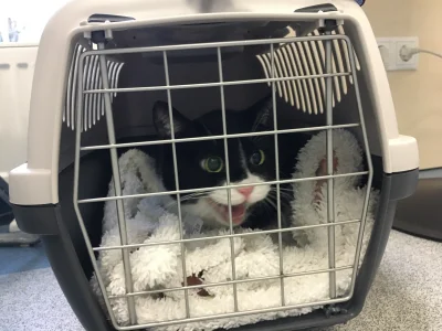 piglet - Kiedy kumpel z celi opowie śmieszny dowcip. #koty #dziwnekotki