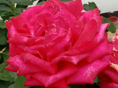 laaalaaa - Róża 18/100 ( ͡° ͜ʖ ͡°)
#mojeroze #chwalesie #ogrodnictwo #mojezdjecie