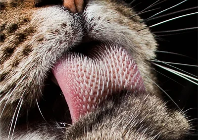 angelosodano - Język Felis catus_ w powiększeniu
SPOILER
#ciekawostki #koty #kotowa...