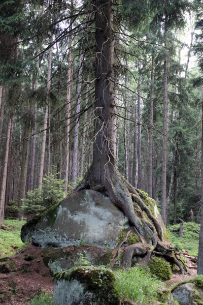 Bartek999 - Zdjęcie zrobiłem na "drodze stu zakrętów" Karłów - Radków.