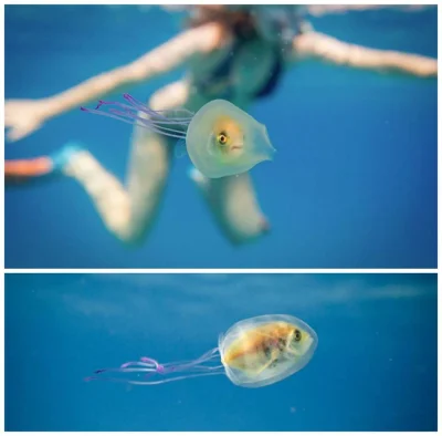 robin_caraway - ryba uwięziona w meduzie, którą mogła sterować (fot. Tim Samuel)
#sm...