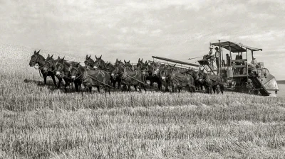 myrmekochoria - Russell Lee, Kombajn na 20 mułów, USA 1941 rok z archiwów Farm Securi...