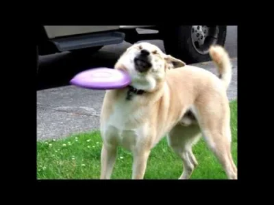 dark_Globe - Nigdy cię nie zapomnimy ( ͡° ʖ̯ ͡°)
#doge #frisbee #neverforget