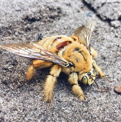 xandra - Pszczoła z rodzaju Xylocopa wygląda jak miś, który się przebrał za pająka, k...