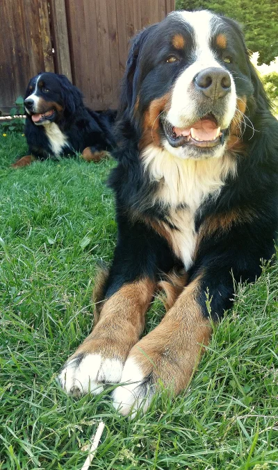 n.....a - Wczoraj bernole nieźle mnie wkurzyły.
Ogólnie mam na nie focha na wysokim ...