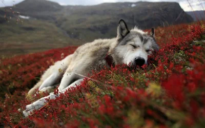 M.....u - @Blizz4rd: http://www.yoyowall.com/wallpapers/2013/04/Tired-Husky-1800x2880...