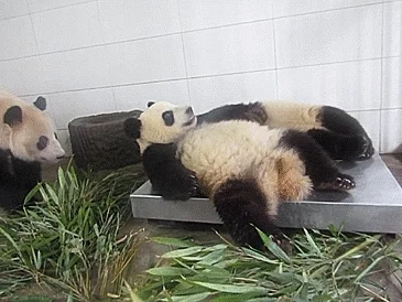 likk - #pandysazajebiste #panda #gif #zwierzaczki