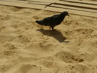 Publius - jakieś dziwne mewy na tej plaży 
#plazing #wakacje #mewa #golomp