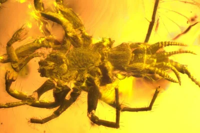 Nieprzyjazny_Ziemniak - Prehistoryczny pajęczak znaleziony w bursztynie (♥ ʖ̯♥)
#cie...