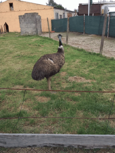 swrscyk - Nieśmiałe Emu jest nieśmiałe.

#smiesznypiesek