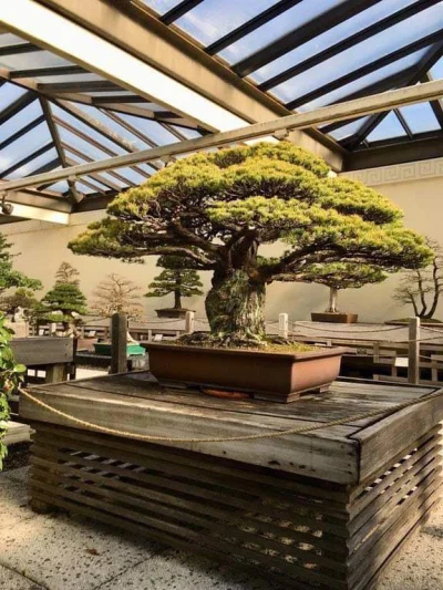 WuDwaKa - 400-letnie drzewo Bonsai 
#bonsai #drzewa #rosliny