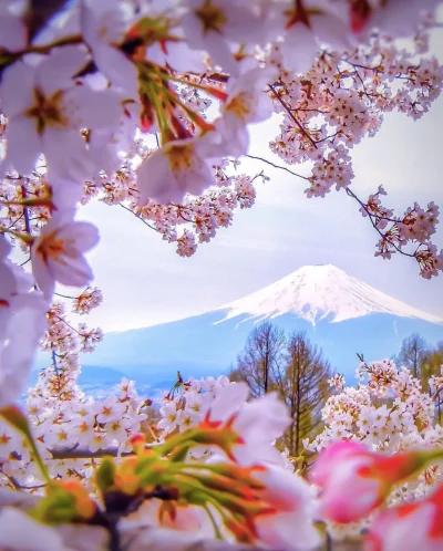 Lookazz - Cherry blossoms near Mt. Fuji, Japan

#dzaponialokaca #earthporn #gory #f...