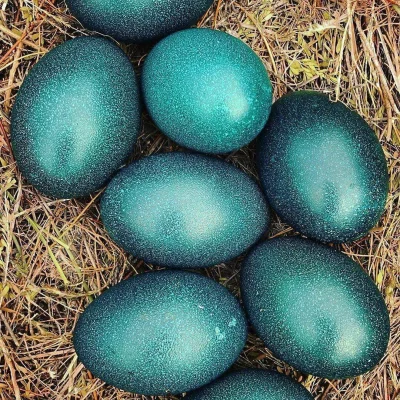 ColdMary6100 - Te pisanki to jaja które składa emu - ich waga dochodzi do pół kilogra...