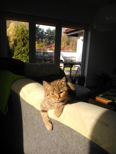 TabbyPusheen - Sunshine

#koty #pokazkota #zwierzaczki