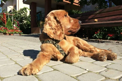 Furia86 - Loko, a road dog 
4-letni pies po przejściach rasy cocker spaniel angielsk...