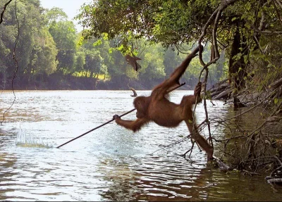 andromenda - @JanKalwin: Orangutany już używają narzędzi np. tutaj łowi ryby za pomoc...