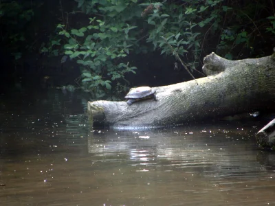 Z.....o - Taki widok na spacerze w Cardiff. Żółw dziko żyjący w jeziorze. Przez prawi...