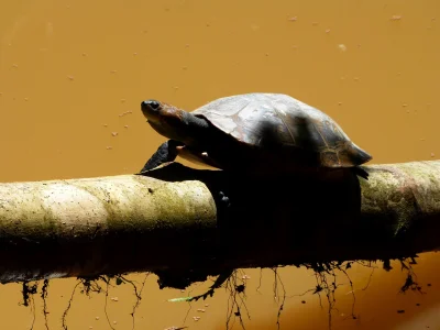 eagleworm - Żółw z Rio Napo. Zdjęcie zrobiła moja żona. O #ekwador opowiadałem wcześn...