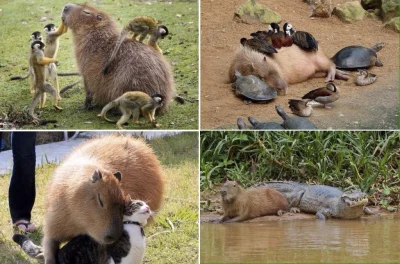 R.....a - #kapibara na leniwą niedziele

SPOILER

#smiesznypiesek