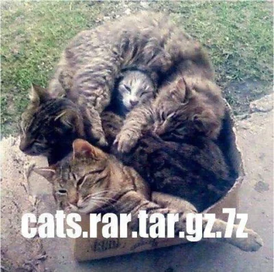 Intelektualista - #nerdfun #humorinformatykow #koty #humorobrazkowy