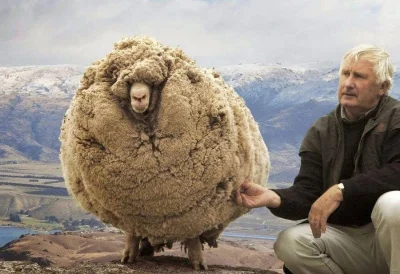 brusilow12 - W 2004 roku w Nowej Zelandii natrafiono na owcę, która po ucieczce z far...
