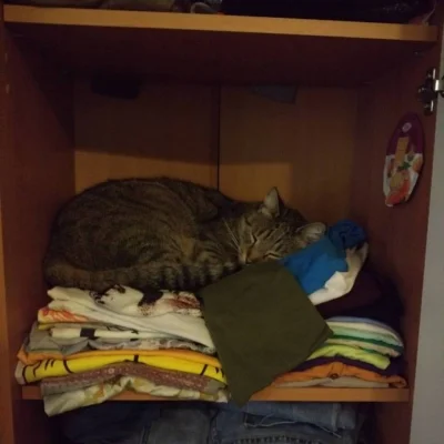 biuna - #pokazkota #kotybiuny #koty 
Tak kończy się niezamykanie szafy...