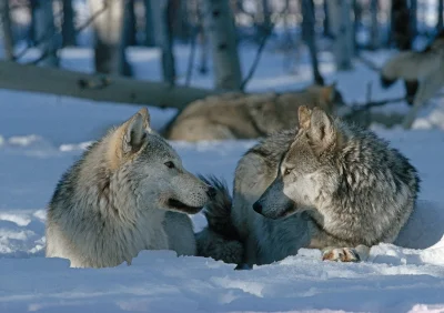 Warwick - Love is in the air.

#wilk #zwierzaczki #fotografia.