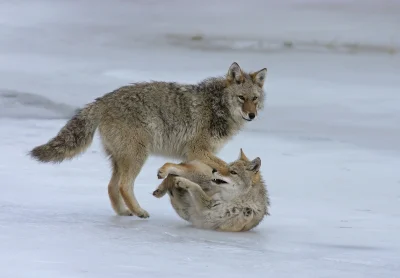 Wulfi - Para kojotów bawi się na lodzie zamarzniętego stawu.