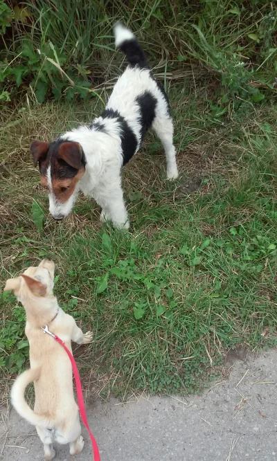 kwinka - Miki spotkał na spacerze kolegę :) 
#pokazpsa #pies #smiesznypiesek