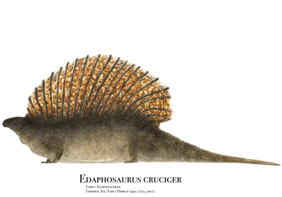 Tiszka - To nie tłusty dimetrodon! To grubiutki edafozaur ( ͡º ͜ʖ͡º) A dokładnie Edap...