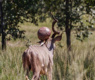 GraveDigger - Antylopa kudu z bardzo zdeformowanym rogiem.
#zwierzaczki #ciekawostki