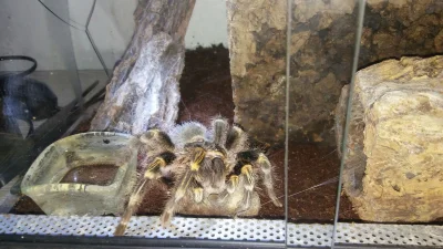 mariob86 - @BotRekrutacyjny grammostola pulchripes 12 lat już ma