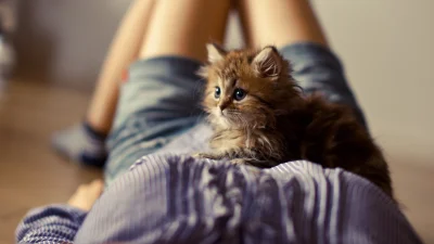 Kotekmiaumiau - #koty piękny puchacz