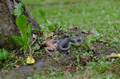 Zsieci - Ktoś jeszcze nie widział węża jedzącego żabę? ( ͡° ͜ʖ ͡°)
