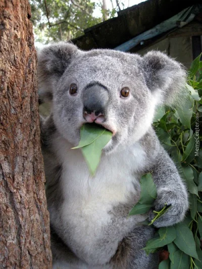 NoOne3 - > pandy jedzą Eukaliptus :)??

@MichasQGP: