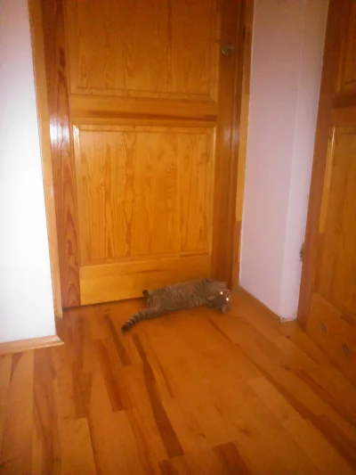 TabbyPusheen - Sposób mojego koteła na otwarcie drzwi. Oryginalny nieprawdaż? 

#koty...