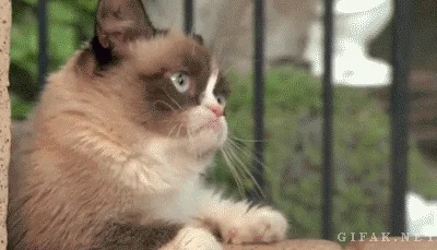 k.....z - #grumpycat #gif #lolcontent #heheszki