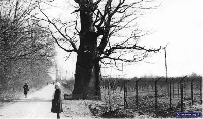 Barnabeu - Dąb Mieszko dawniej..
#warszawa #drzewa #ursynow #fotohistoria